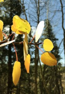 closeup of aspen leaves